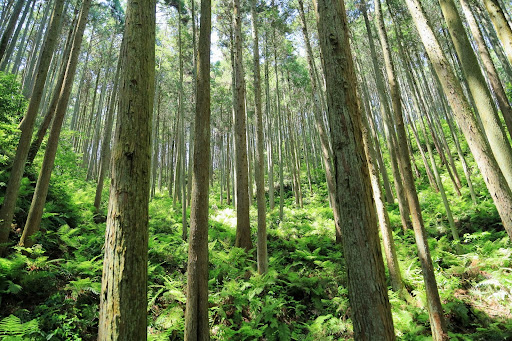 立木にも価値がある！立木の種類から値段の決まり方まで山のプロが解説